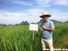 广西柳州富硒稻米开发工作有序开展中